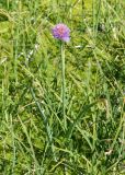 Allium schoenoprasum