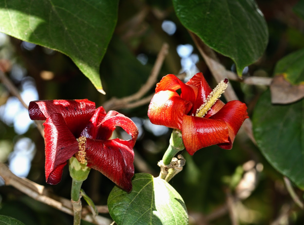 Image of Hibiscus elatus specimen.