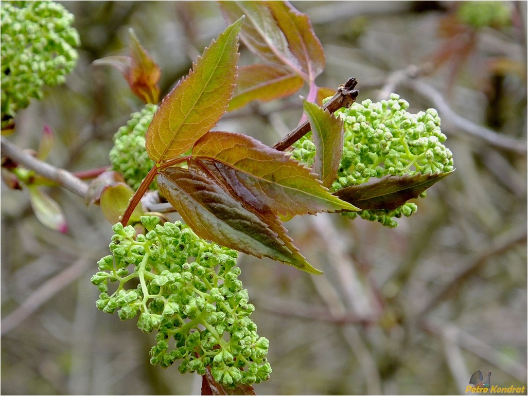 Image of Sambucus racemosa specimen.