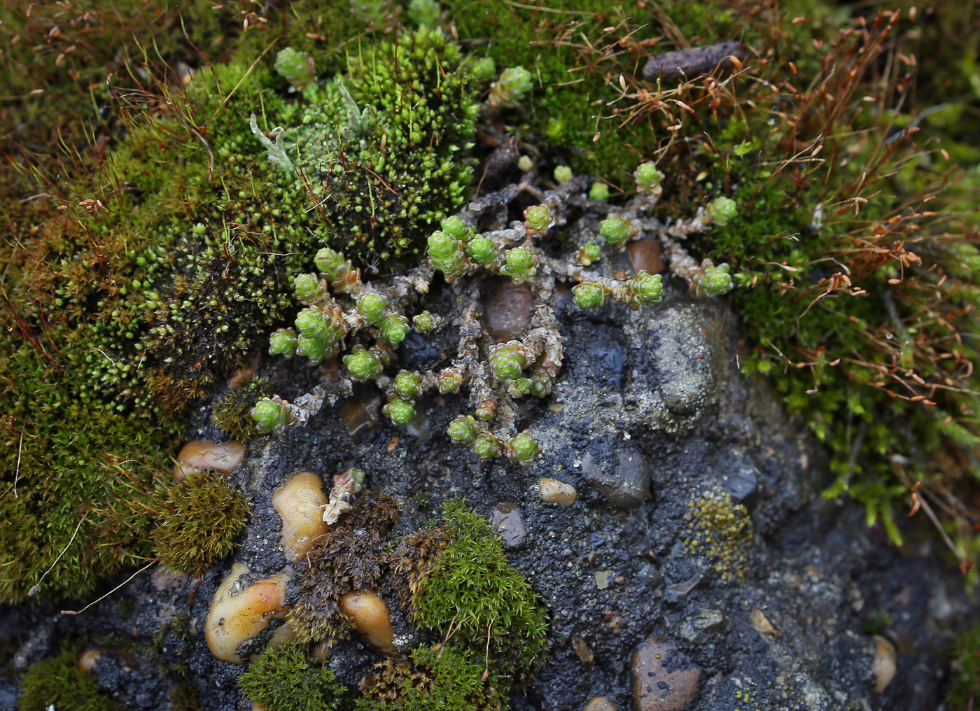 Изображение особи Sedum acre.