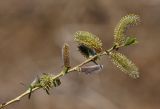 Salix miyabeana