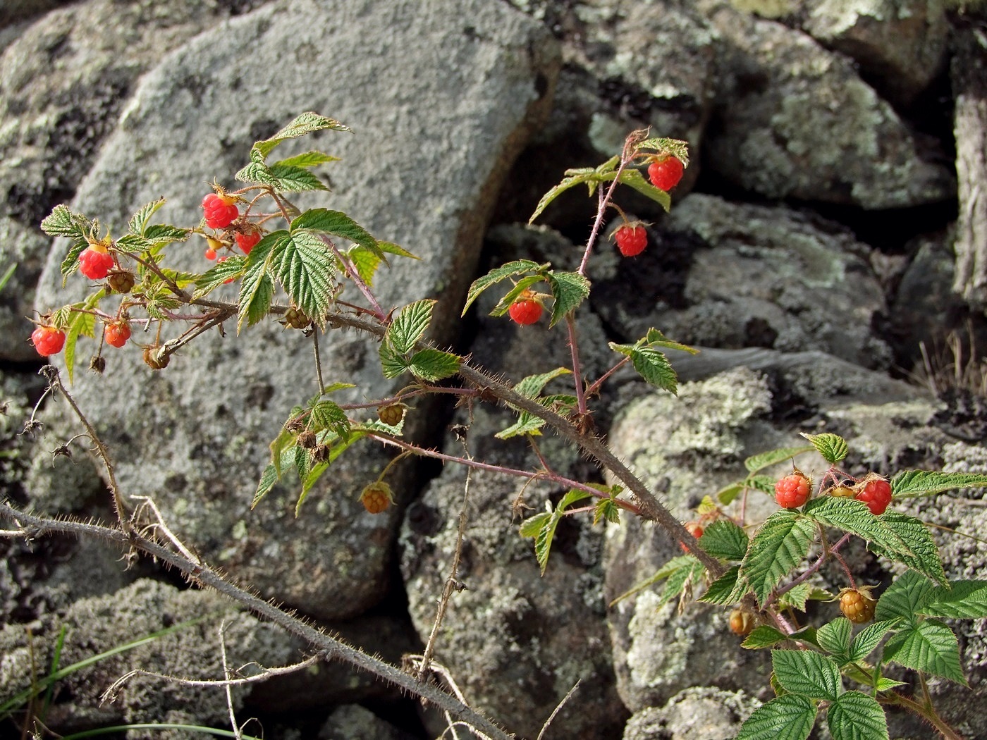 Изображение особи Rubus matsumuranus.