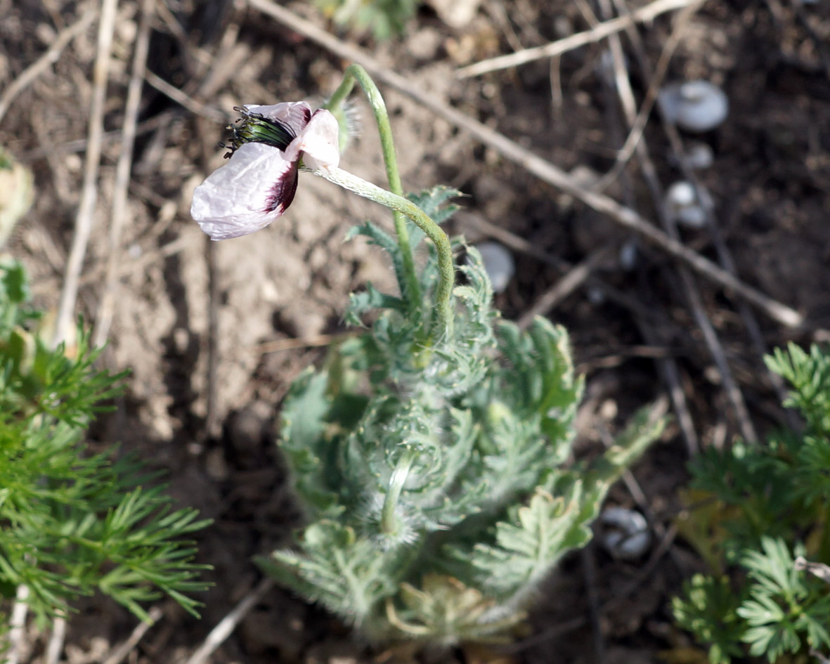 Изображение особи род Papaver.