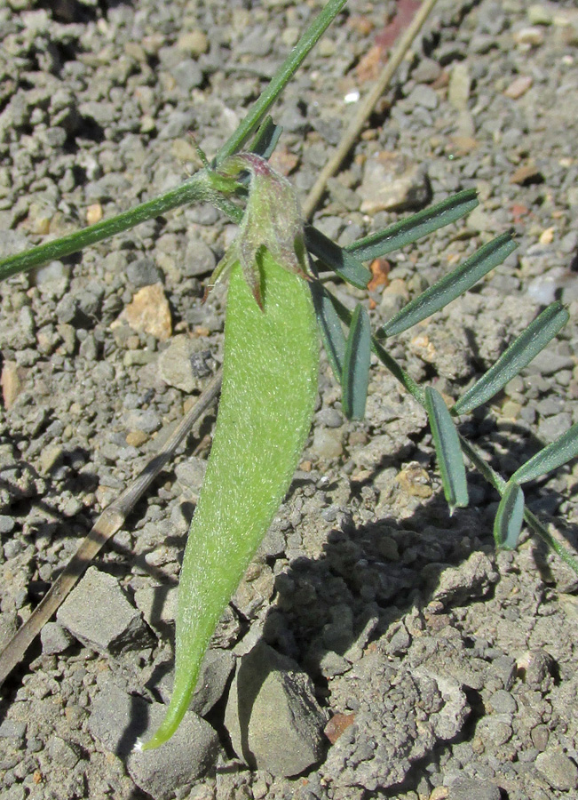 Image of Vicia peregrina specimen.