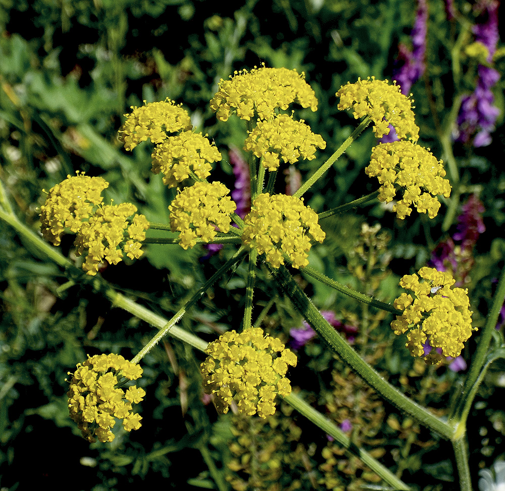 Image of Pastinaca pimpinellifolia specimen.