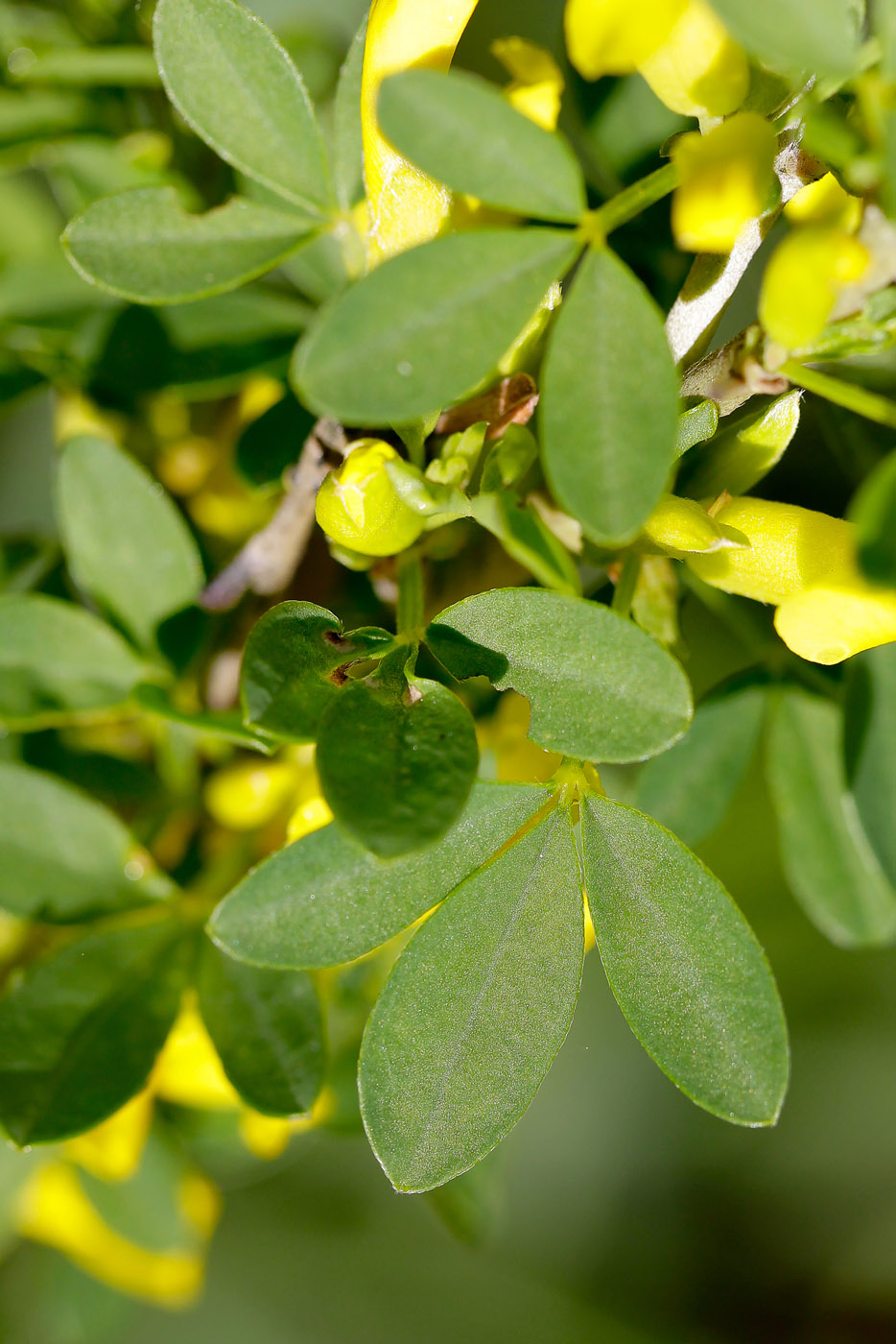 Изображение особи Chamaecytisus ruthenicus var. ssyreiszczikowii.