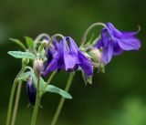 Aquilegia vulgaris