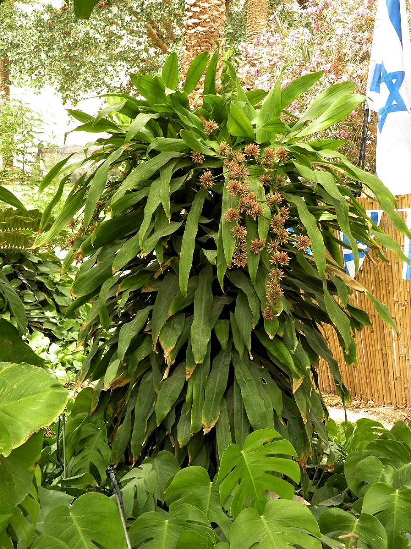 Image of Dracaena fragrans specimen.