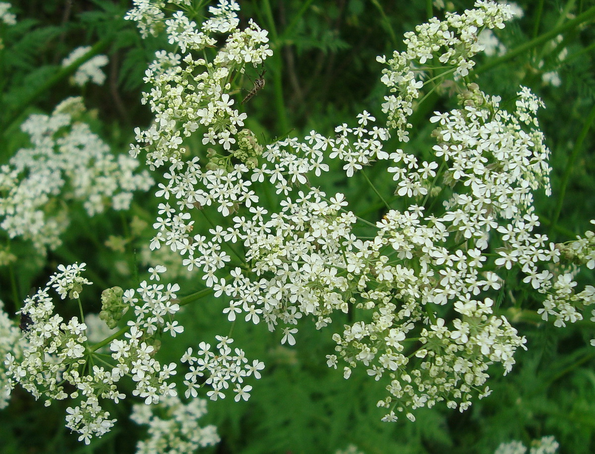 Изображение особи Anthriscus sylvestris.