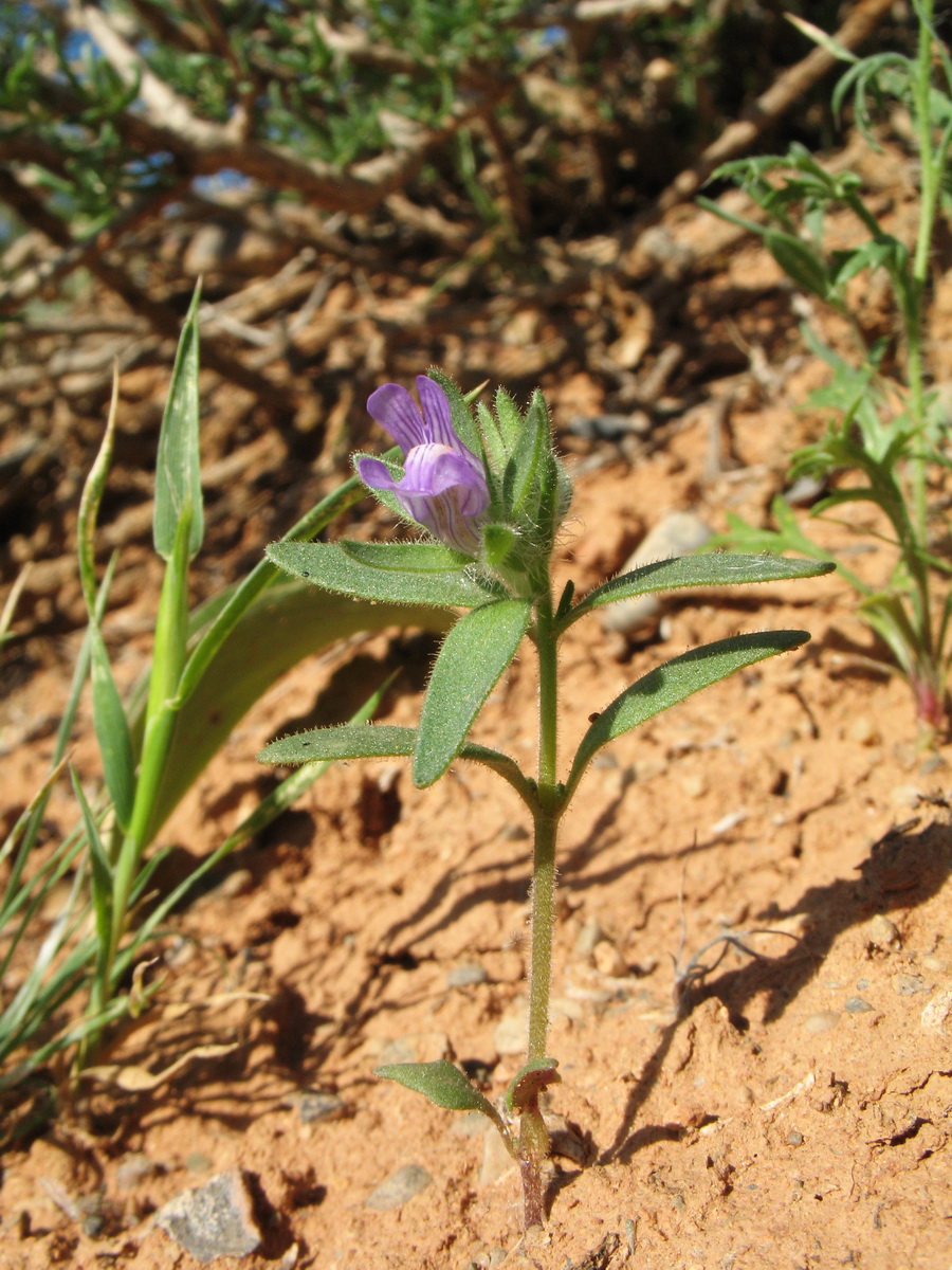 Image of Chaenorhinum persicum specimen.