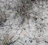 Cousinia glandulosa