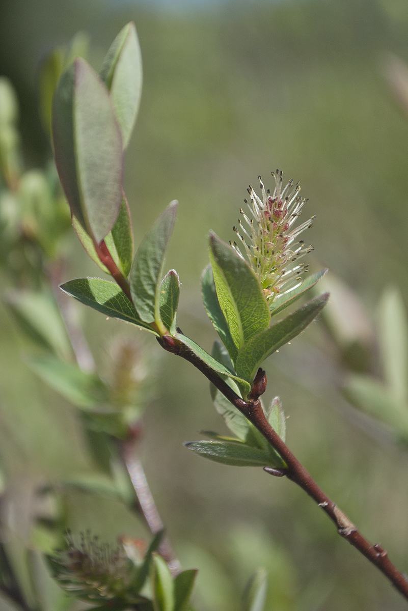 Image of Salix myrtilloides specimen.