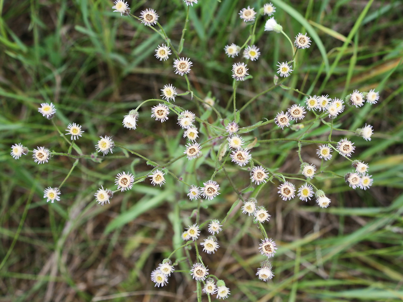 Image of Erigeron acris specimen.