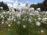 Eriophorum vaginatum. Плодоносящие растения. Тверская обл., Кимрский р-н, Подберезовское лесничество, заболоченная вырубка под линией электропередач. 11.06.2017.