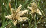 Bolboschoenus popovii. Соцветия. Ферганская долина, Узбекистан, Андижанская обл., русло дренажного канала (заура, глубина около 4 м) между населенными пунктами Язъяван и Акалтын. 22.07.2017.