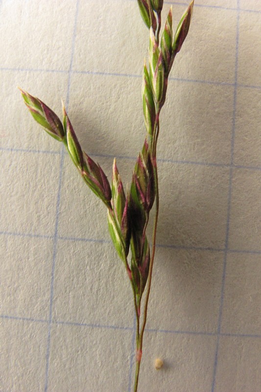 Image of Poa sylvicola specimen.