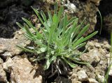 Omalotheca supina