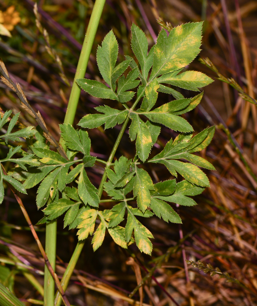 Image of Ammi majus specimen.