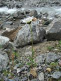 Tripleurospermum caucasicum. Цветущее растение. Кабардино-Балкария, Эльбрусский р-н, долина р. Юсеньги, ок. 2550 м н.у.м., каменистое место у р. Юсеньги. 25.08.2017.