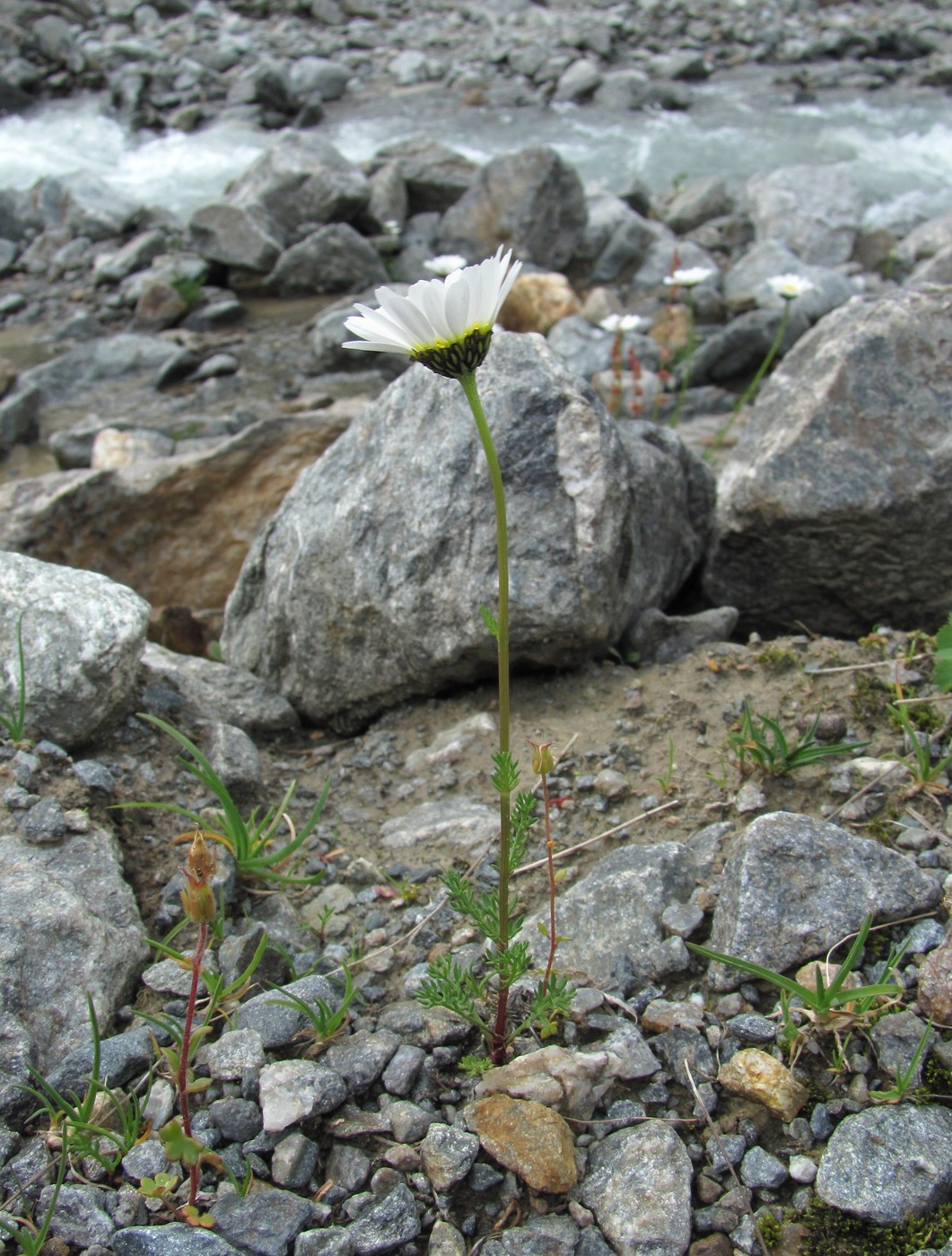 Изображение особи Tripleurospermum caucasicum.