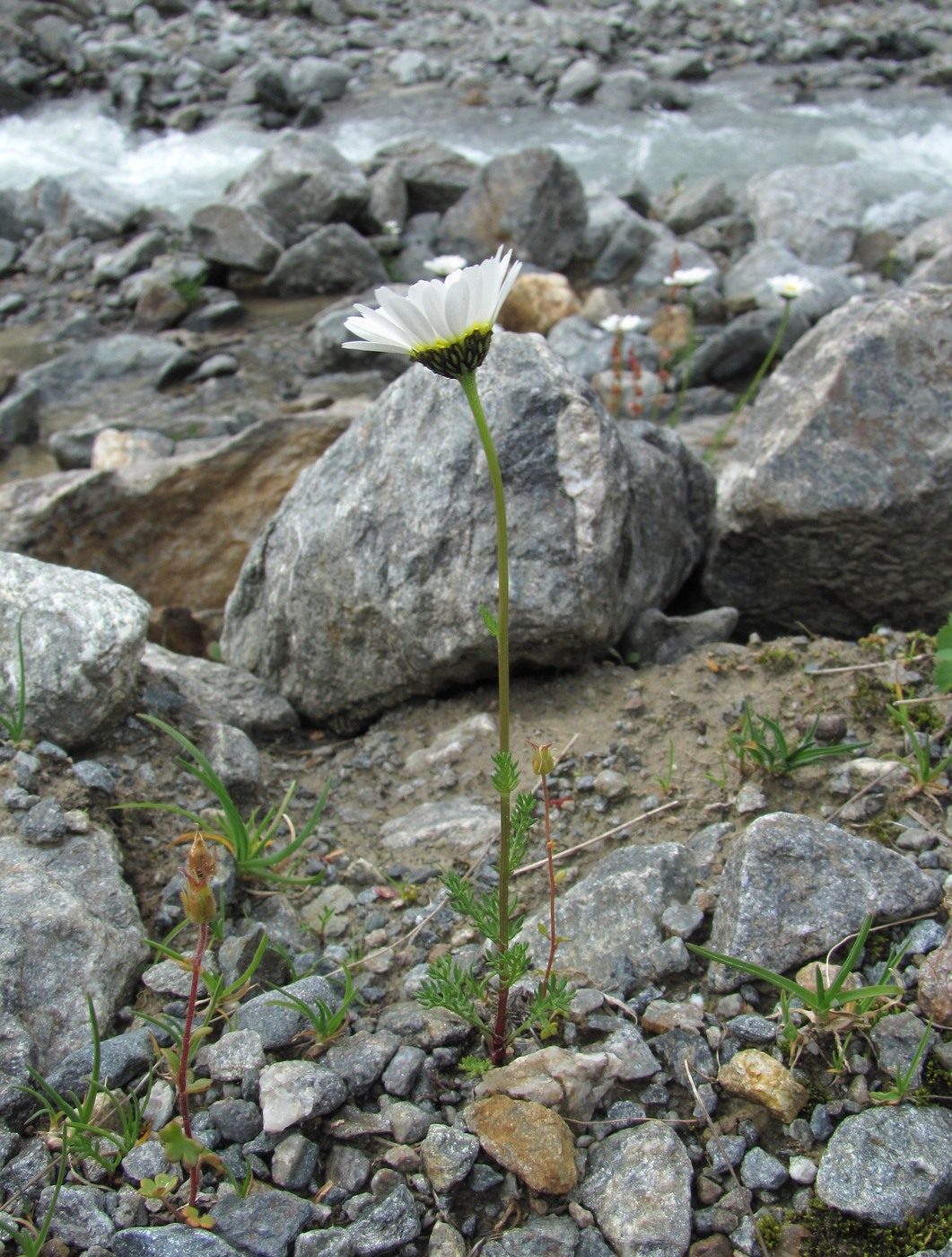 Image of Tripleurospermum caucasicum specimen.