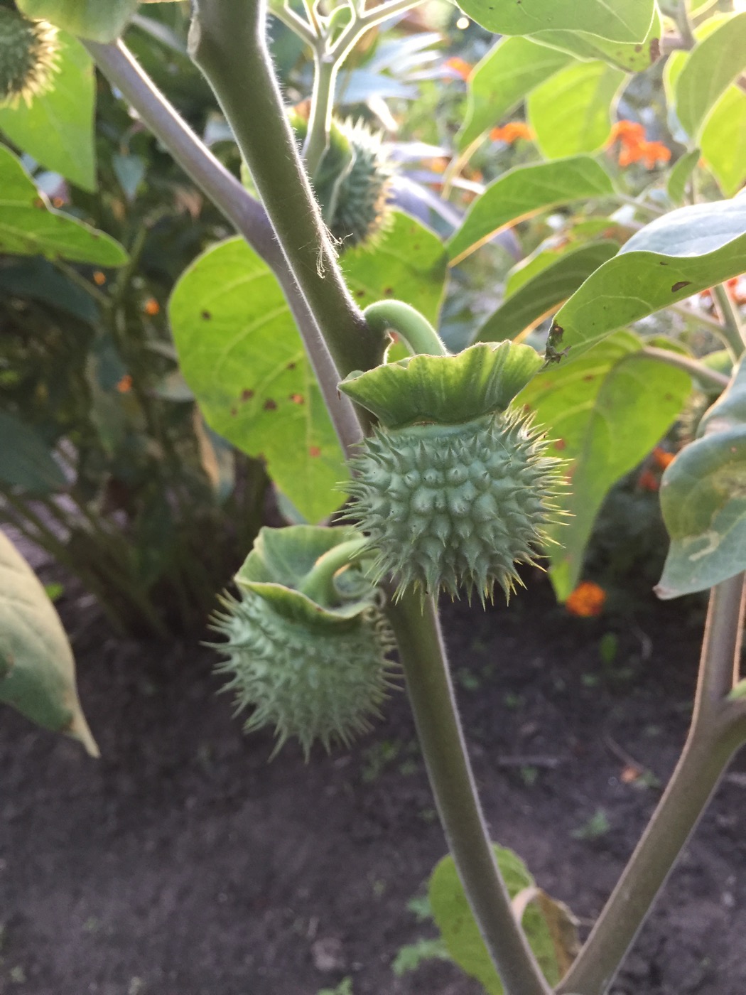 Image of Datura innoxia specimen.