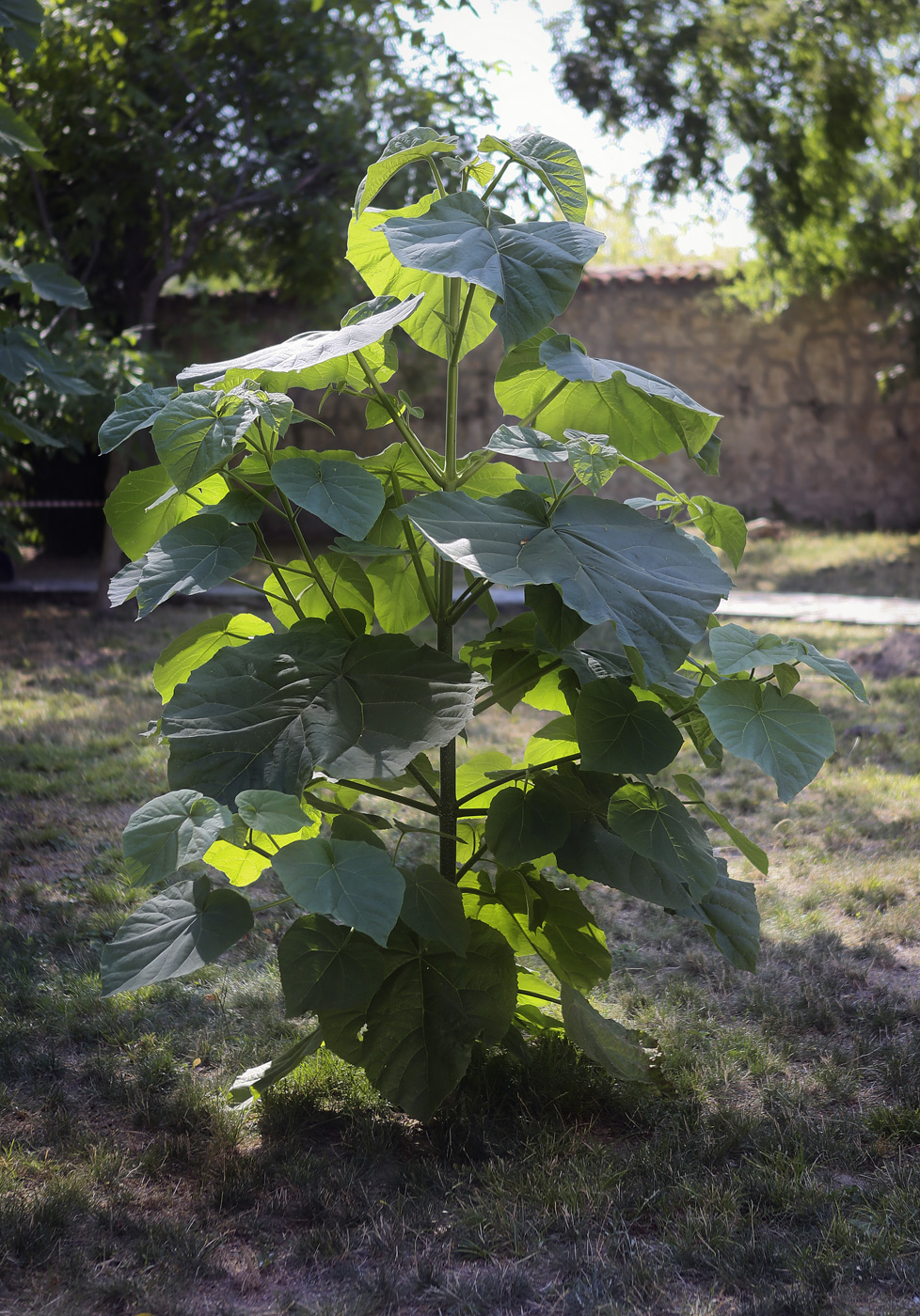 Изображение особи Paulownia tomentosa.