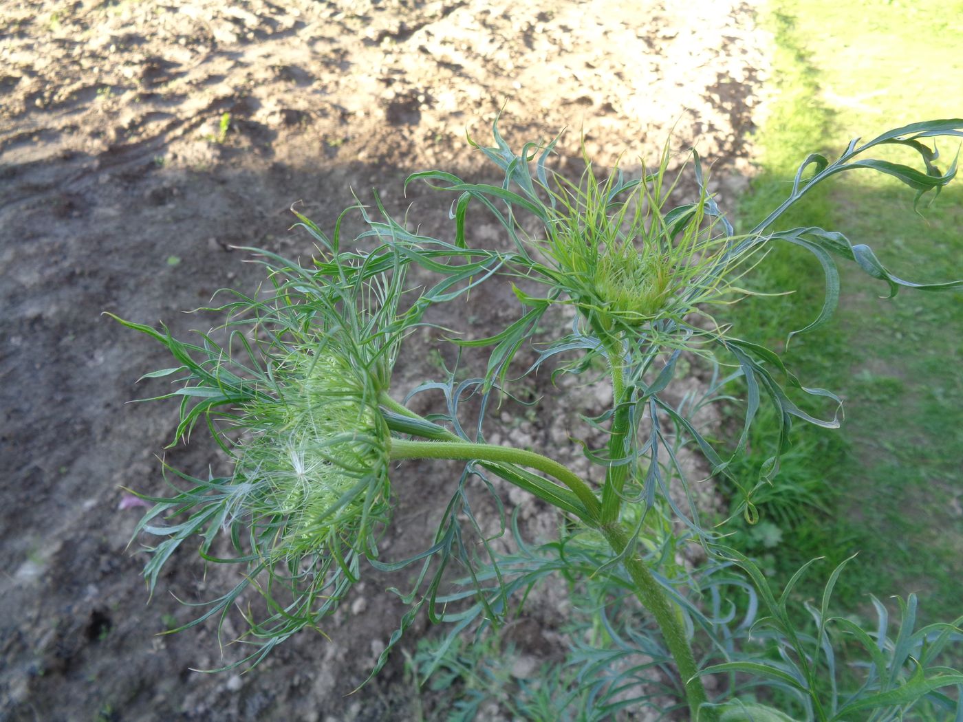 Изображение особи Daucus sativus.