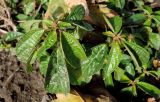 Acalypha australis. Верхушки расцветающих растений. Краснодарский край, окр. г. Усть-Лабинск, АЗС на трассе Р251, пустырь. 17.10.2017.