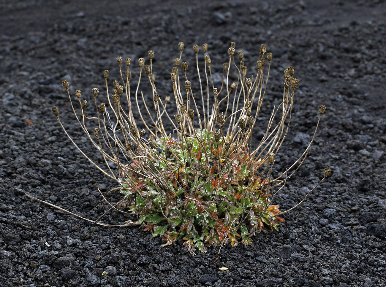 Изображение особи Papaver microcarpum.