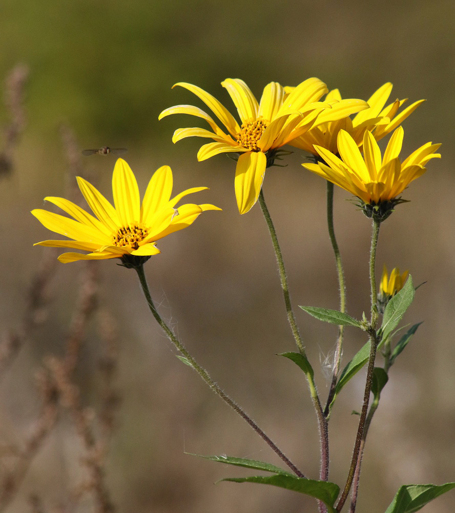 Изображение особи Helianthus tuberosus.