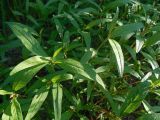Persicaria scabra