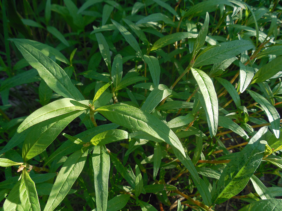 Image of Persicaria scabra specimen.