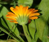 Calendula officinalis