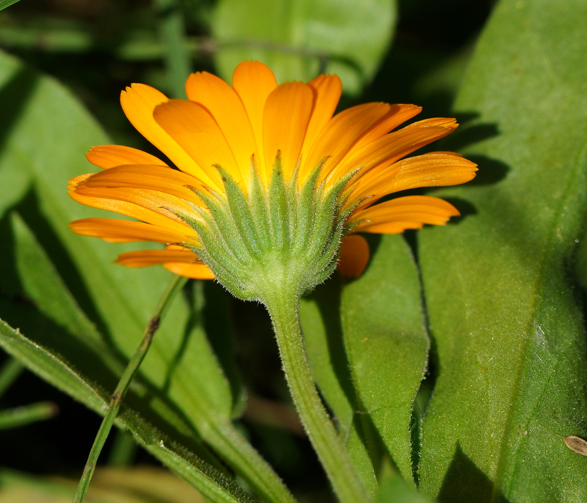 Image of Calendula officinalis specimen.