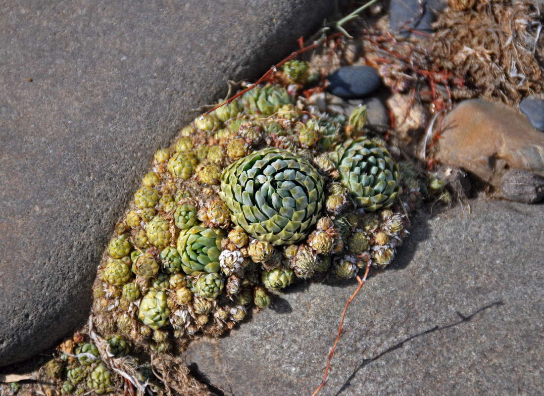 Image of Orostachys spinosa specimen.