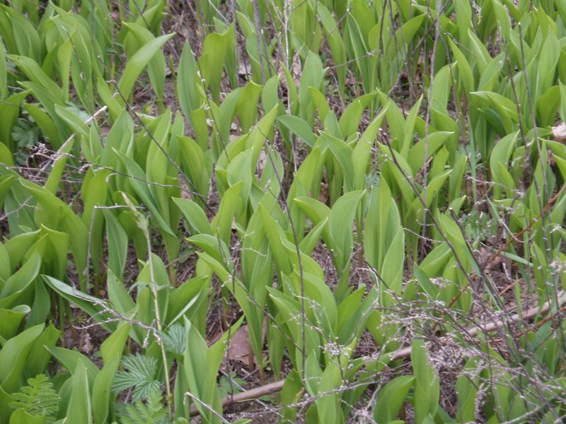 Image of Convallaria majalis specimen.