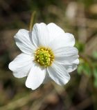 Callianthemum isopyroides