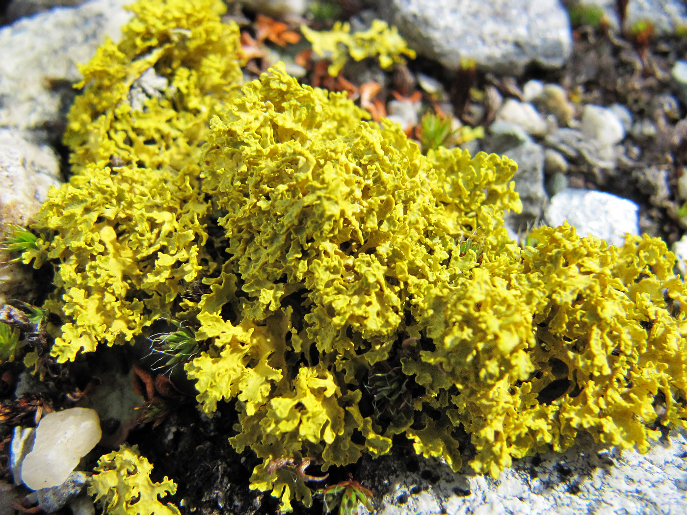 Image of Vulpicida tilesii specimen.