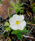 Anemonastrum sibiricum