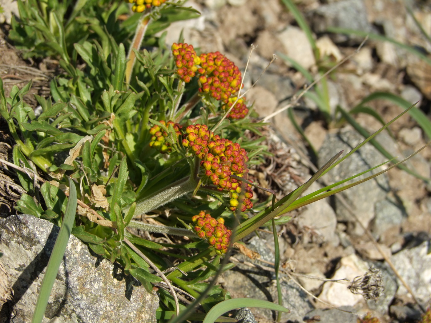 Изображение особи Patrinia sibirica.