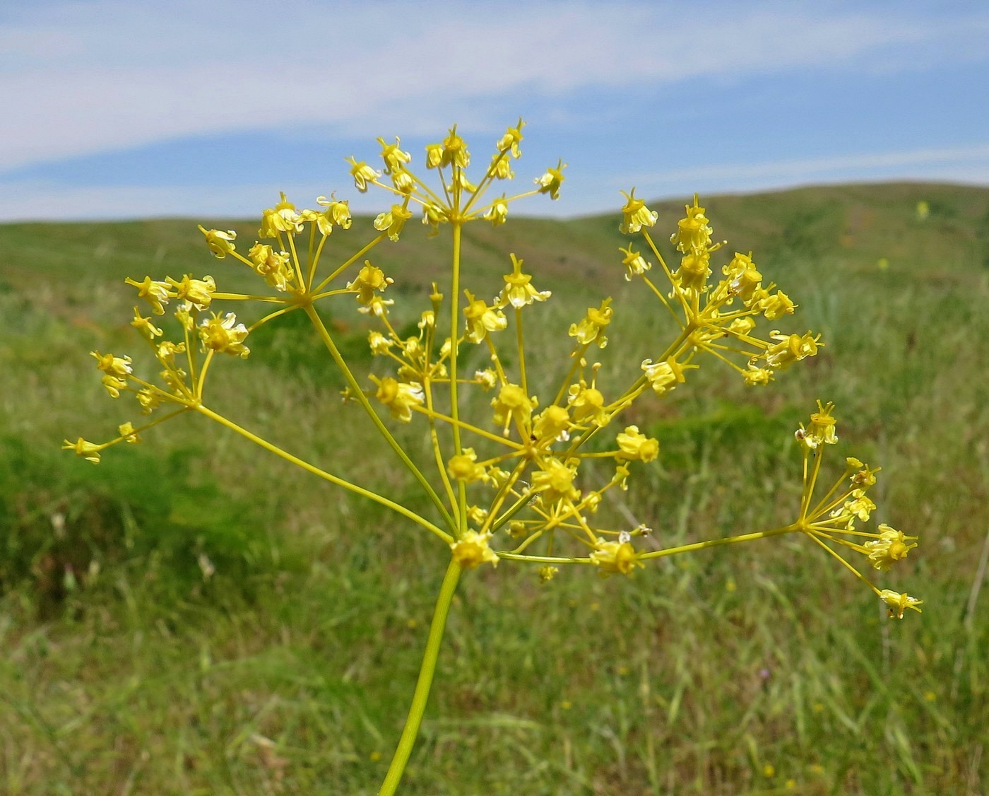 Изображение особи Ferula karatavica.