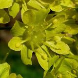 Acer platanoides. Цветок. Чувашия, г. Шумерля. 24 апреля 2008 г.