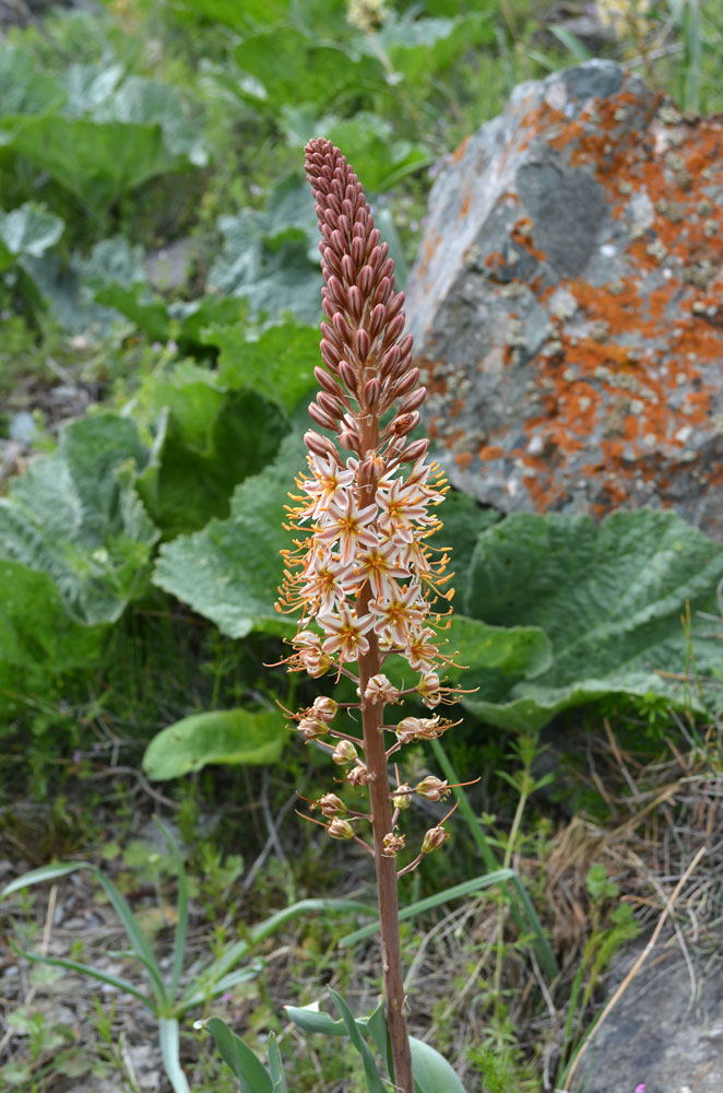 Image of Eremurus × decoloratus specimen.
