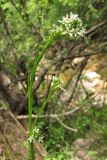 Arabis sagittata. Верхняя часть цветущего и плодоносящего растения. Крым, Байдарская долина. 15 мая 2010 г.