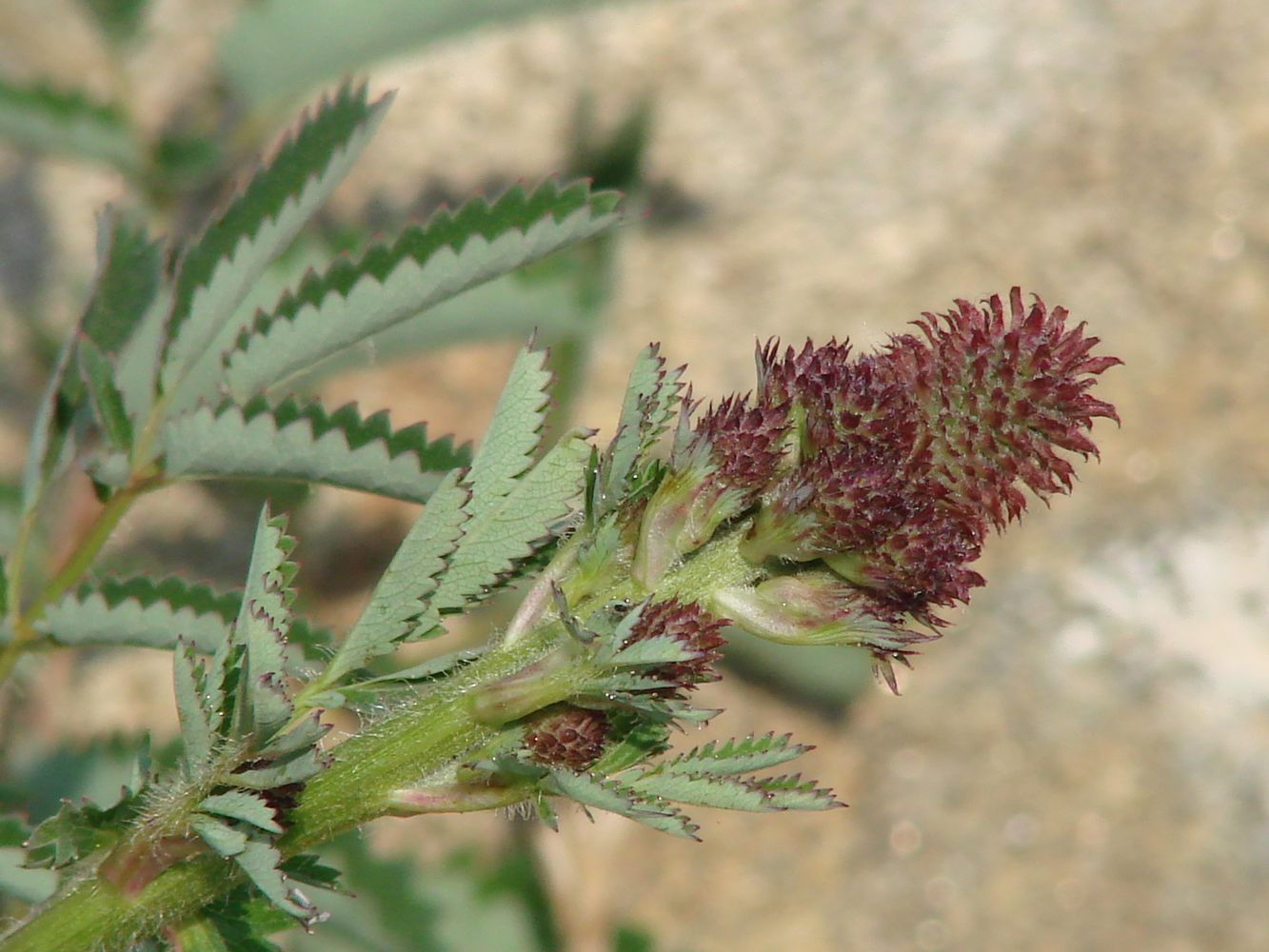 Image of Sanguisorba officinalis specimen.