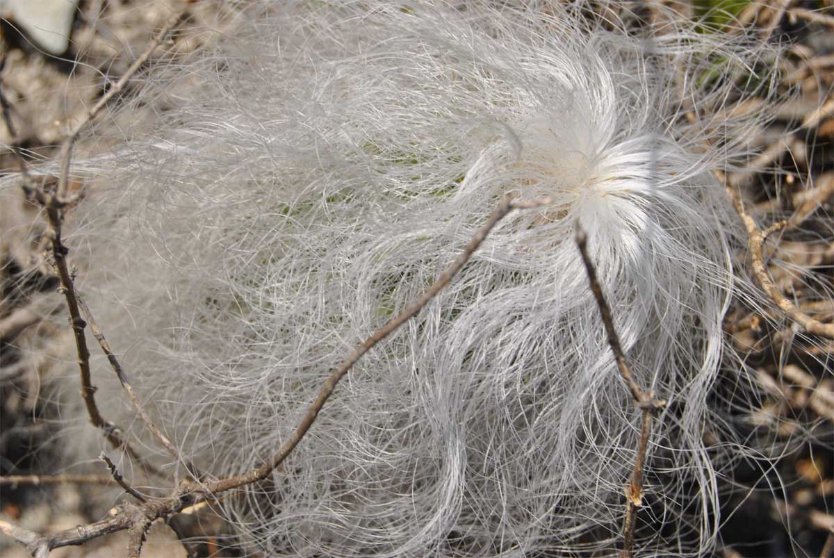 Изображение особи Cephalocereus senilis.