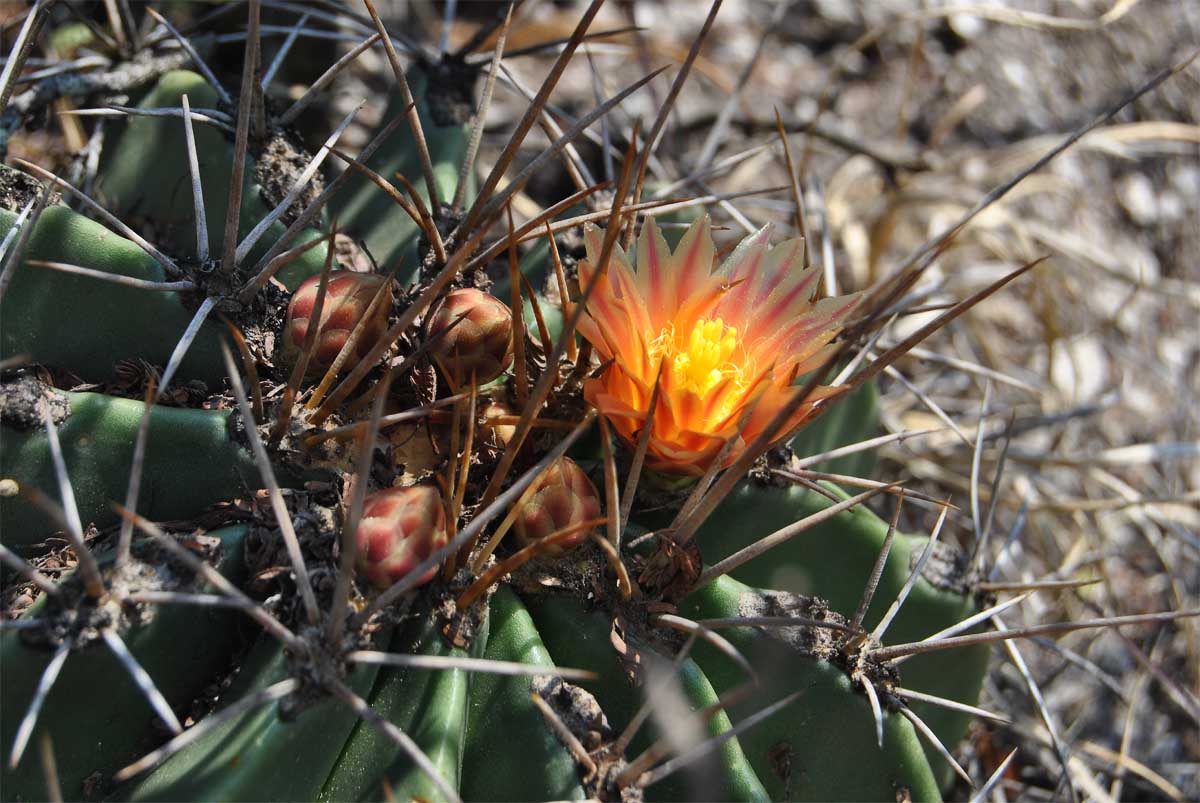 Изображение особи Ferocactus echidne var. rhodanthus.