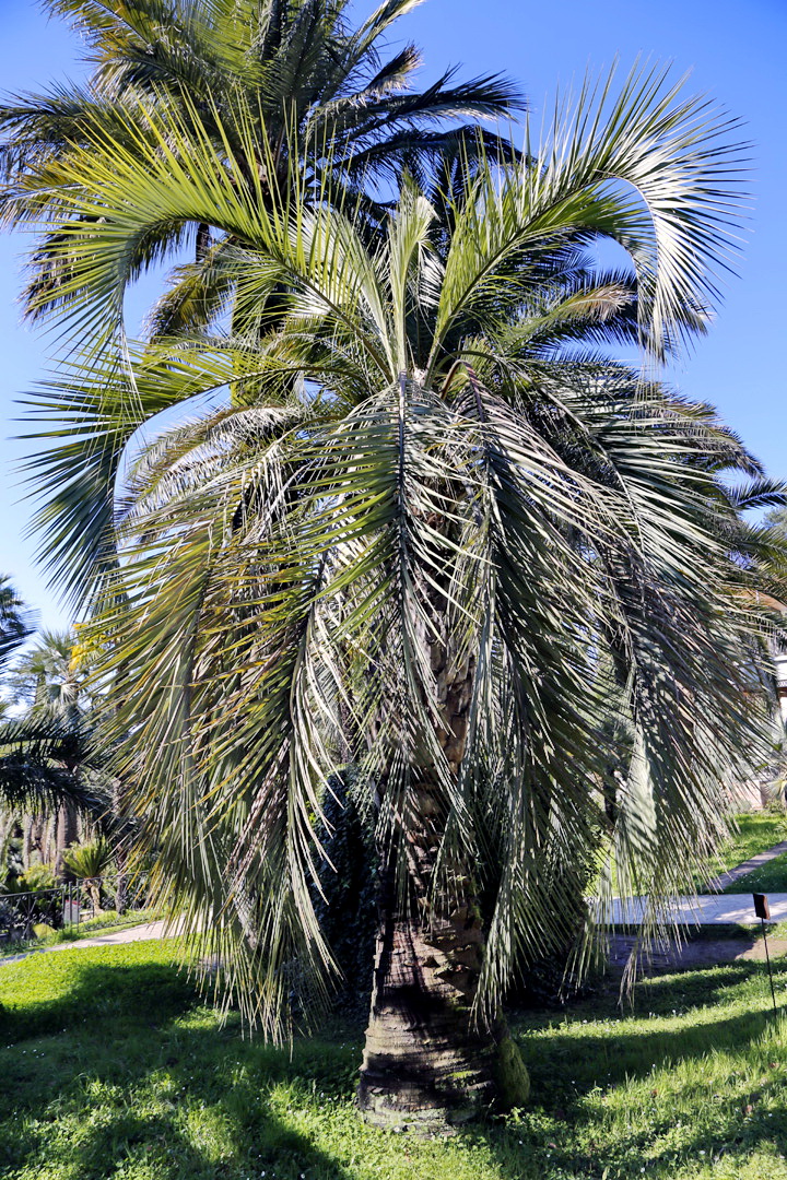 Image of Butia capitata specimen.