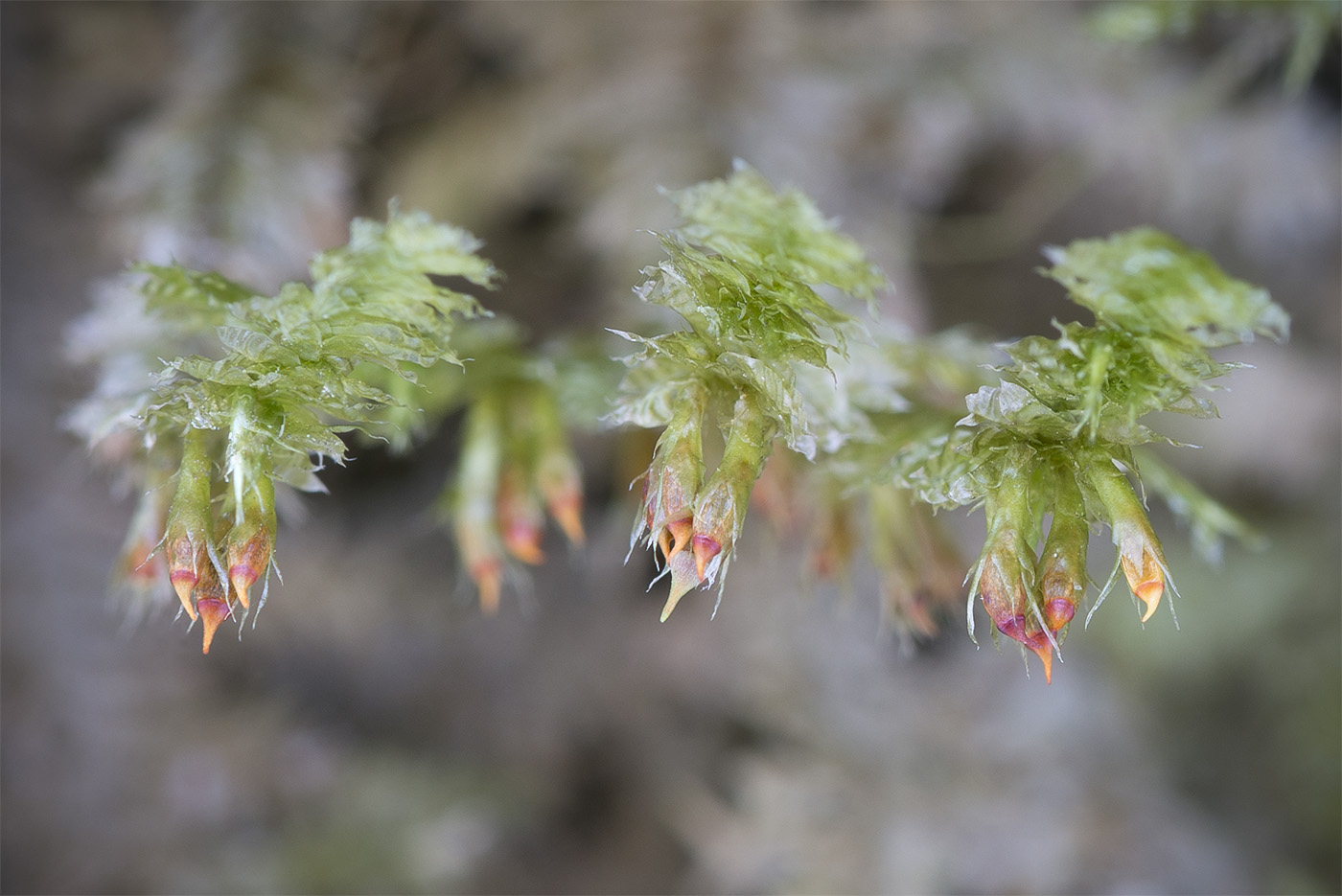 Image of Neckera pennata specimen.